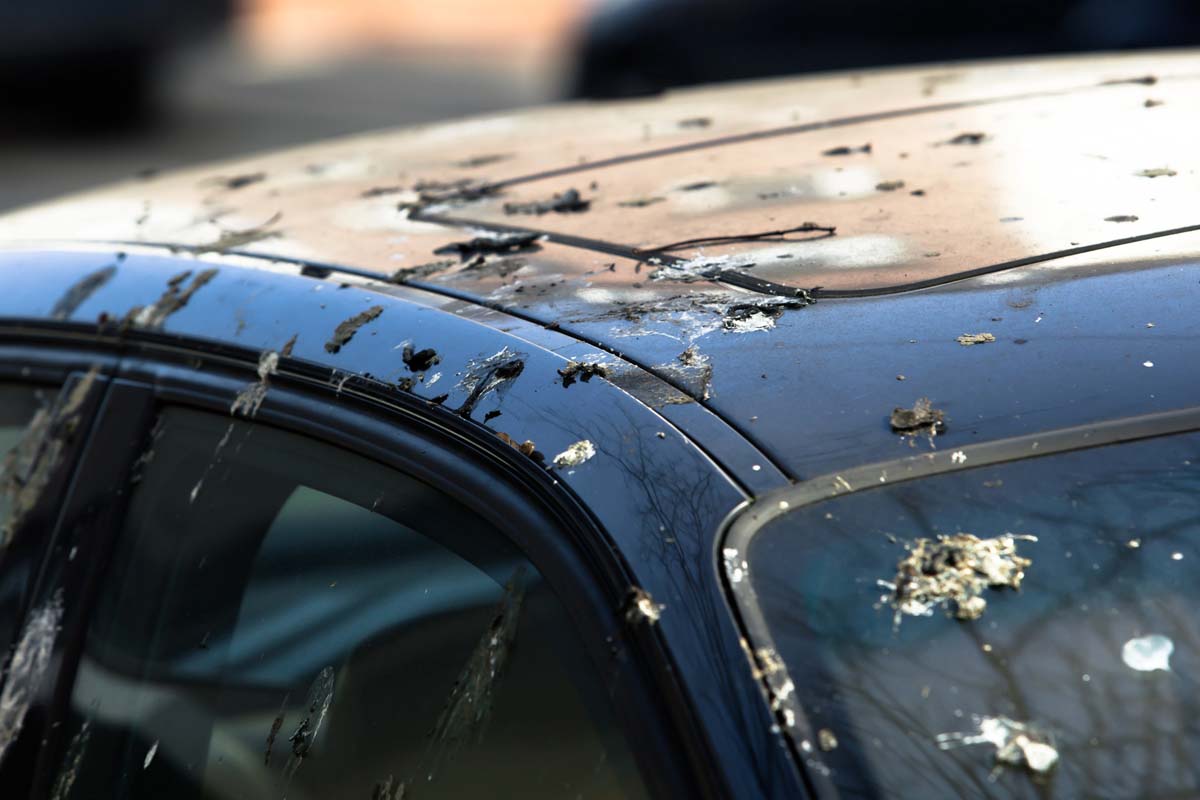 Bird droppings on car